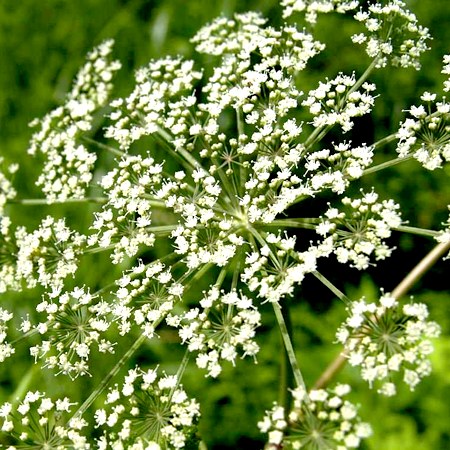 Spikenard Essential Oil